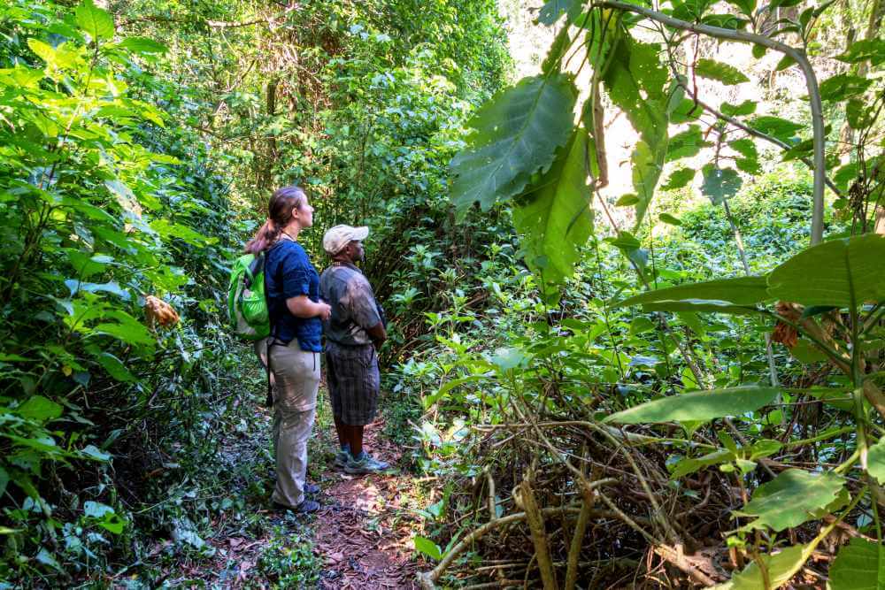 birding in subtropical forest