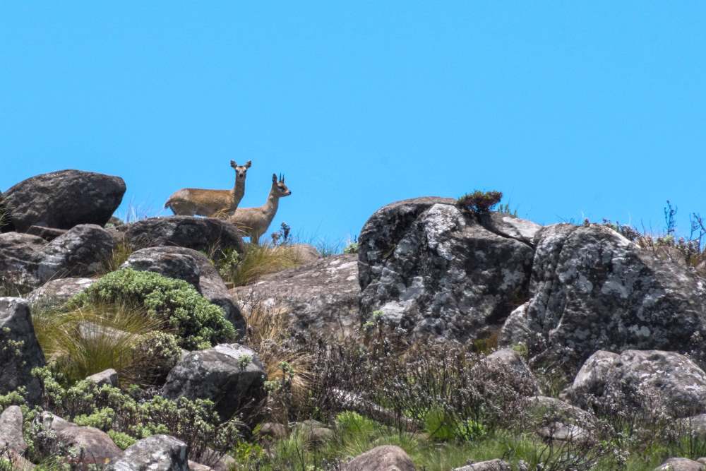 klipspringer on Mount Nyangani