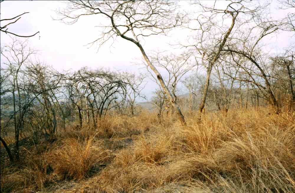 Mupembere in 1995