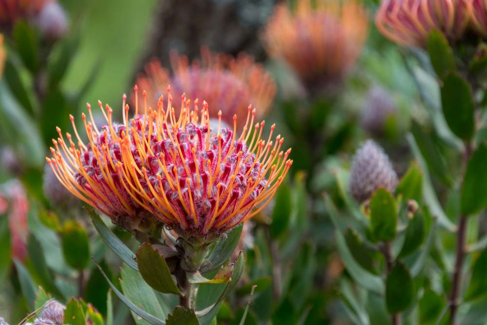 protea