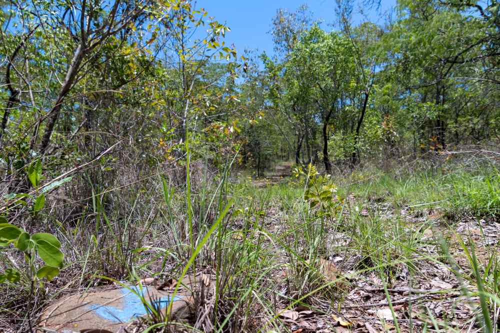 Riverine Trail view