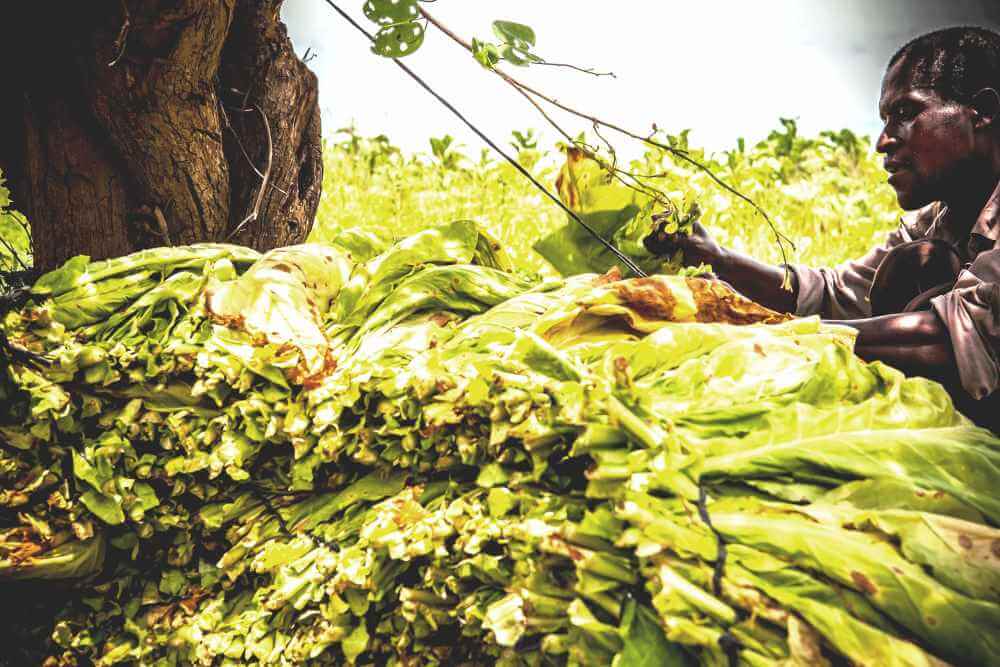 picking and bundling tobacco