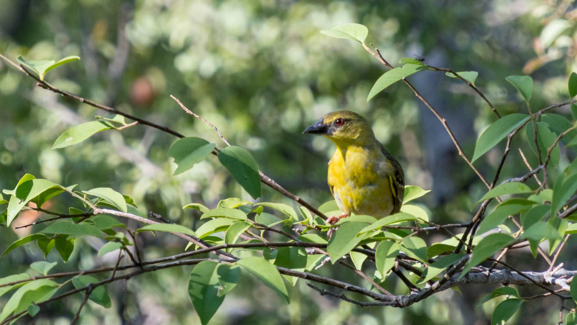 Red-eyed Bird
