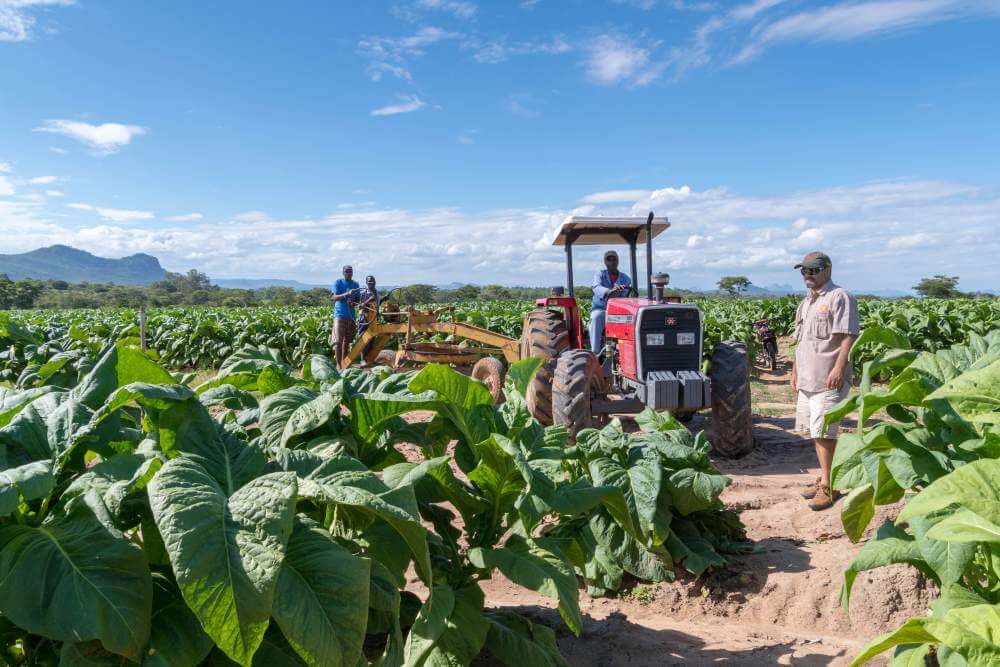 tobacco fields